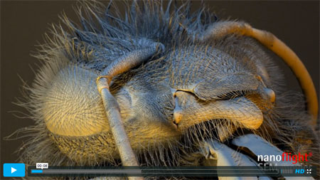 Nanoflight: kolorierte Mikroskopaufnahme eines Insektenkopfs